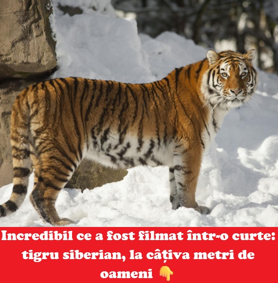 Tigru siberian filmat într-o curte din Dâmbovița: anchetă penală după imagini virale