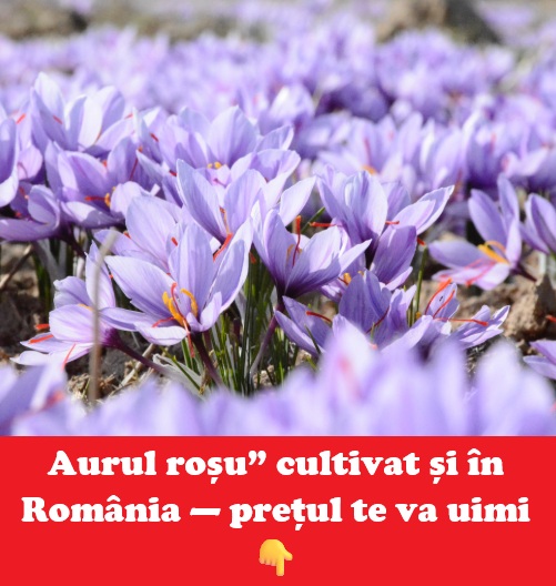 „Aurul roșu” care cucerește agricultura: condimentul rar ce poate ajunge la 30.000 € kilogramul