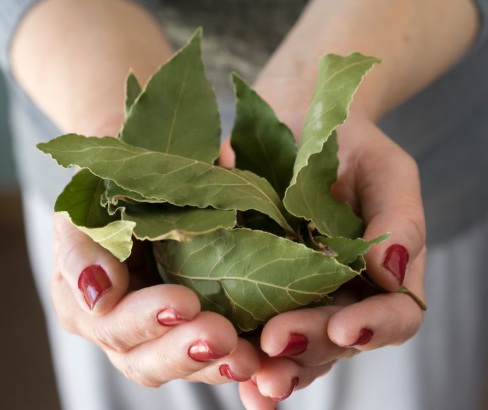 Frunzele de dafin: condimentul obișnuit din bucătărie care apare și în multe remedii tradiționale